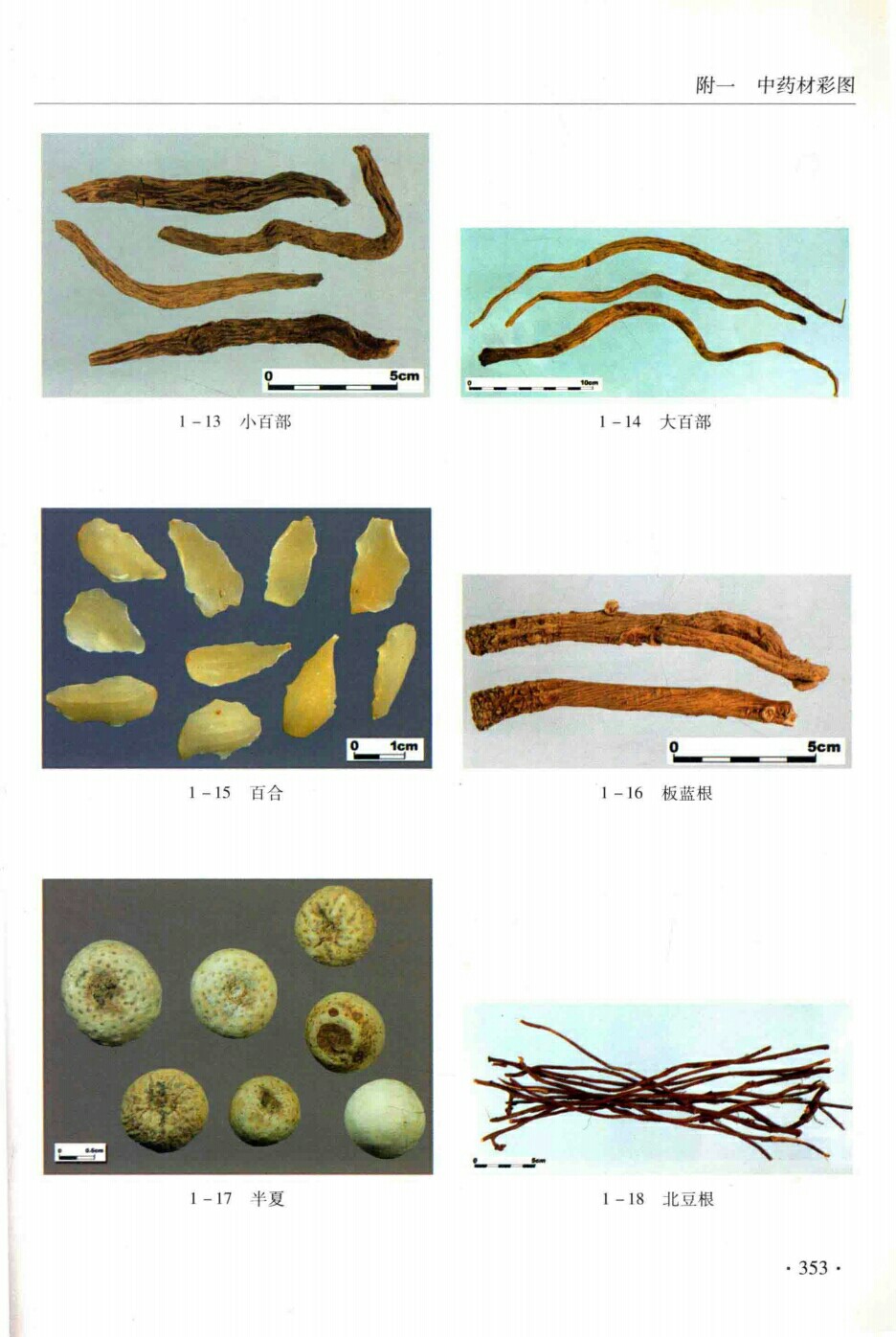 小百部,大百部,百合,板蓝根,半夏,北豆根