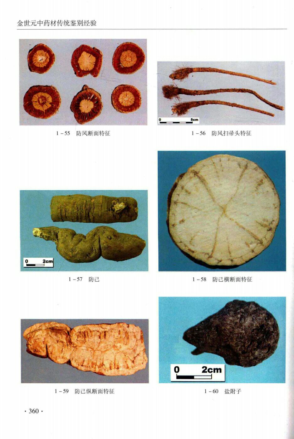 防风扫帚头断面特,防己,防己横截面特征,防己纵面特征,盐附子