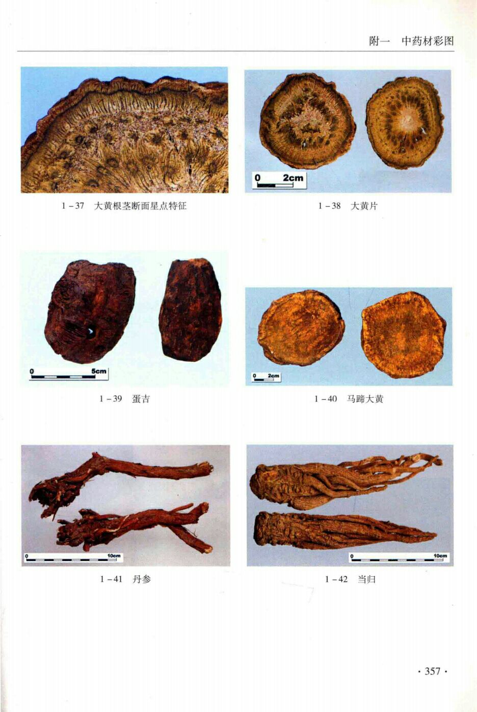 大黄根茎断面星点特征,大黄片,蛋白,马蹄大黄,丹参,当归