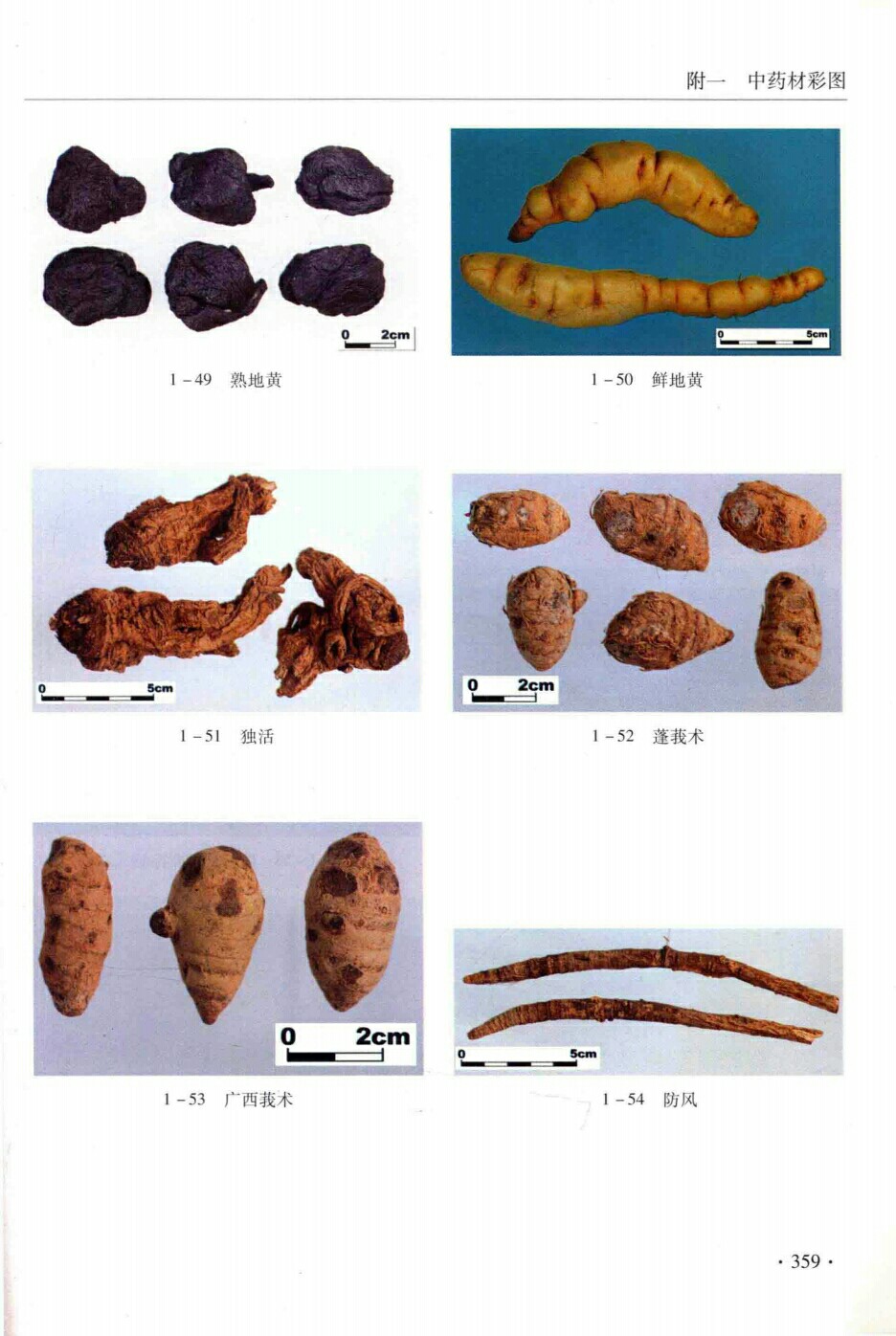 熟地黄,鲜地黄,独活,蓬莪术, 广西莪术,防风