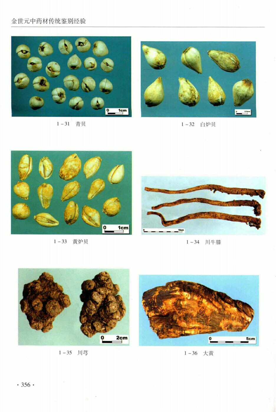 青贝,白炉贝,参要,黄炉贝,川牛膝,川芎,大黄