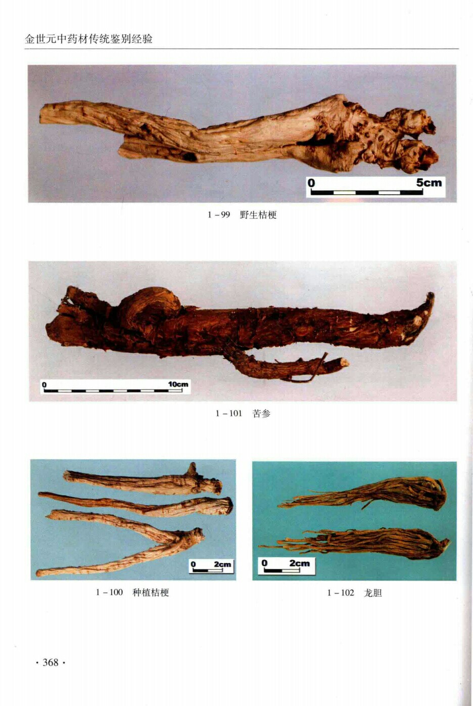 野生桔梗,苦参,种植桔梗,龙胆