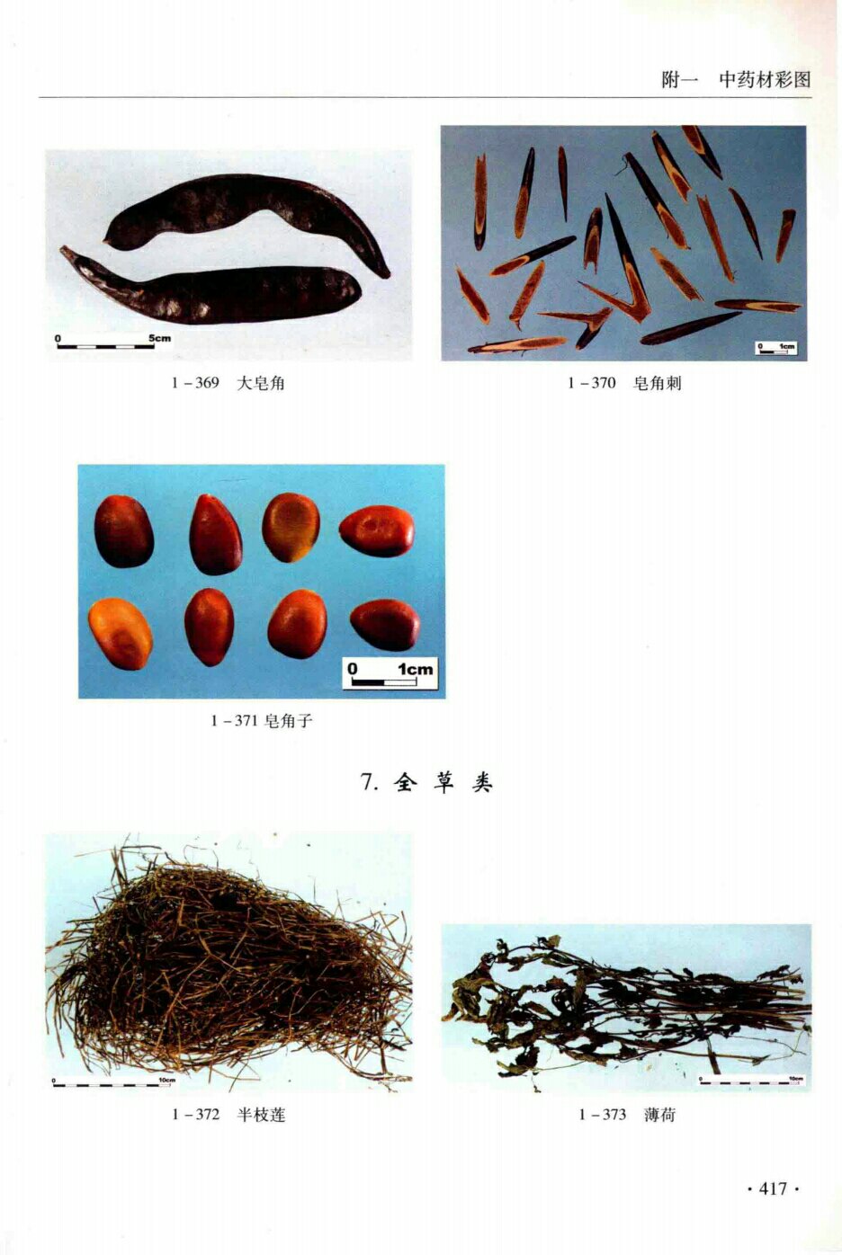 大泉角,皂角刺,皂角子,半枝莲,薄荷 