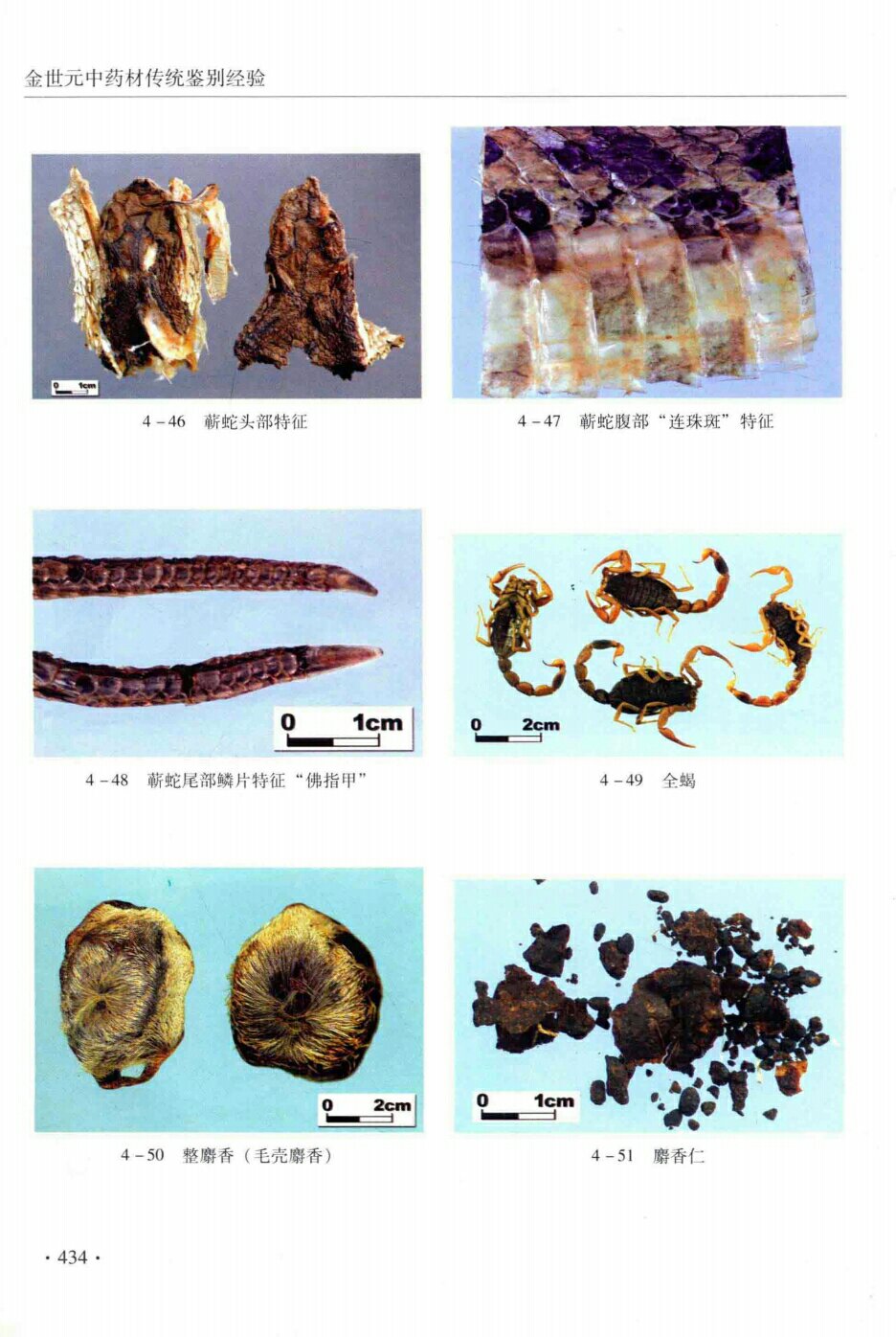 蕲蛇头部特征,蕲蛇腹部“连珠斑”特征,蕲蛇尾部鳞片“佛指甲,全蝎,整麝香,麝香仁,”
