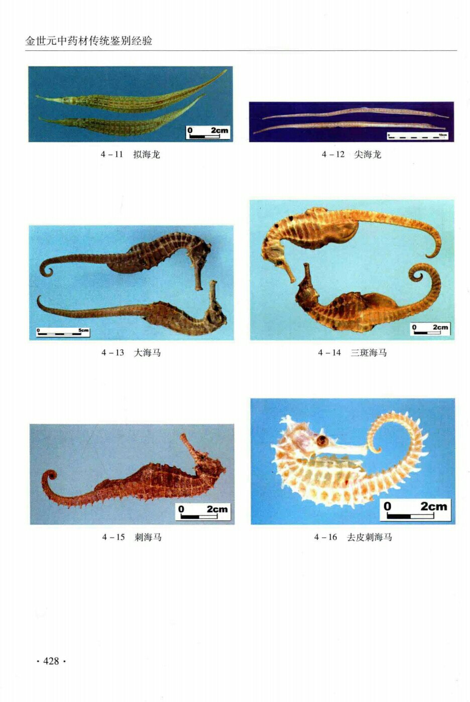 拟海龙,尖海龙,大海马,三斑海马,刺海马,去皮刺海马