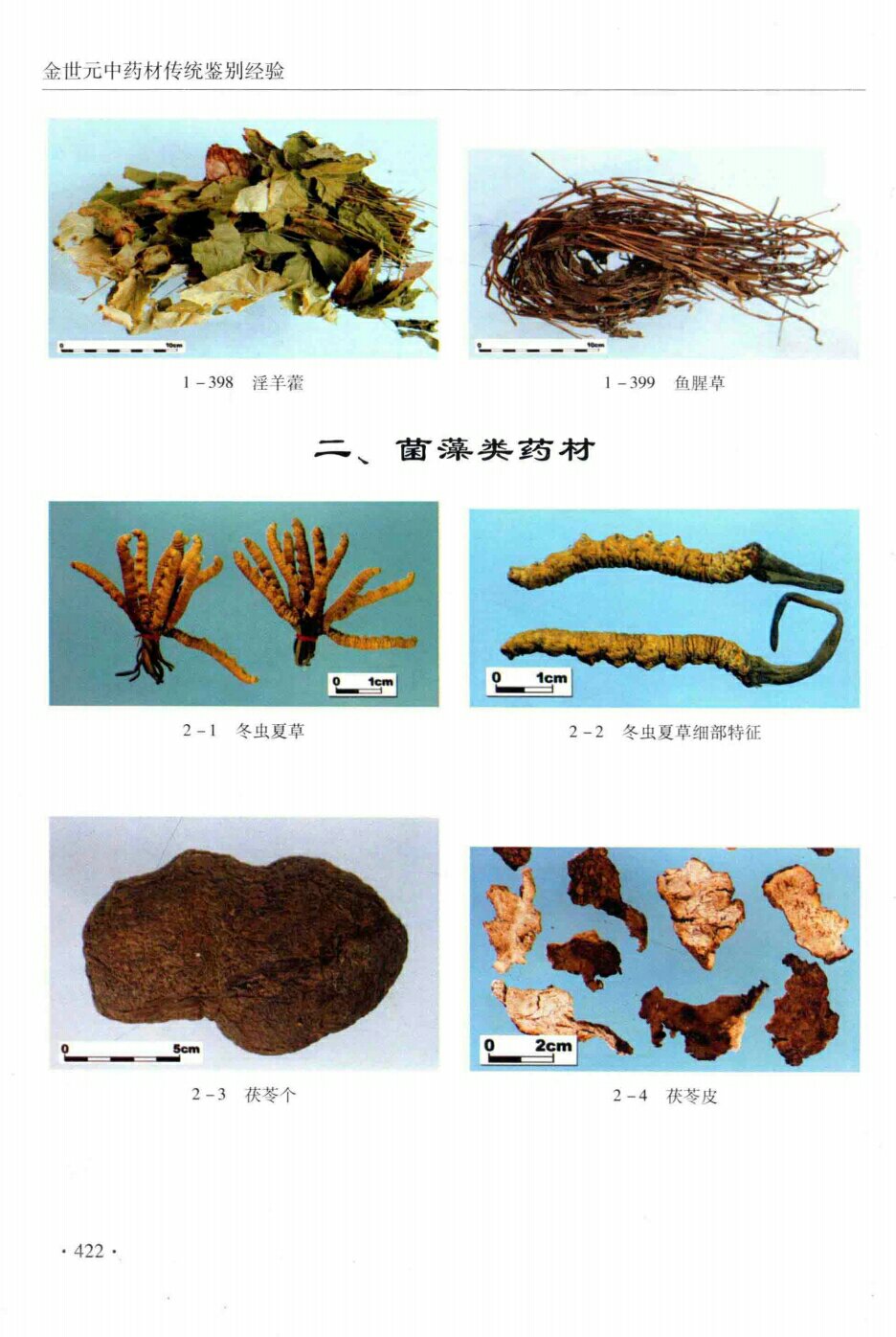 淫羊藿,鱼腥草,冬虫夏草,冬虫夏草细部特征,茯苓个,茯苓皮