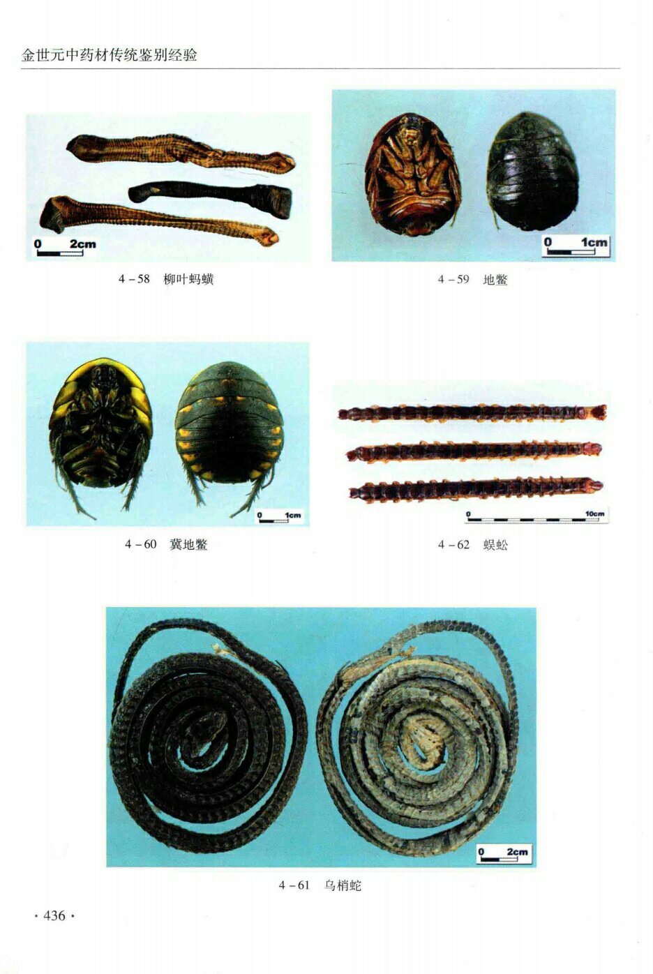 柳叶蚂蝗,地警,冀地警,蜈蚣,乌梢蛇