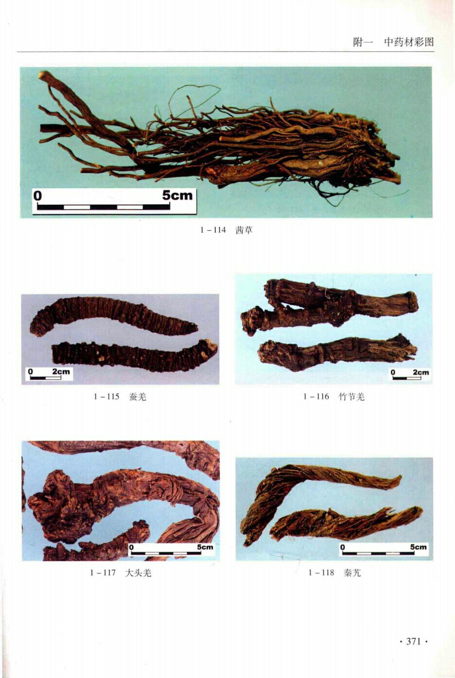 茜草,蚕羌,竹节羌,木头羌,秦艽