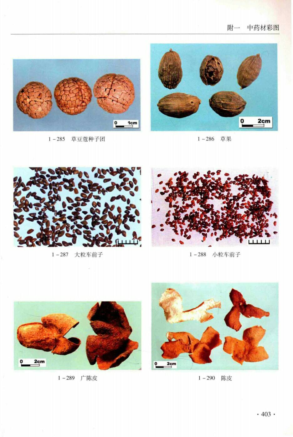 草豆蔻种子团,草果,大粒车前子,广陈皮,陈皮