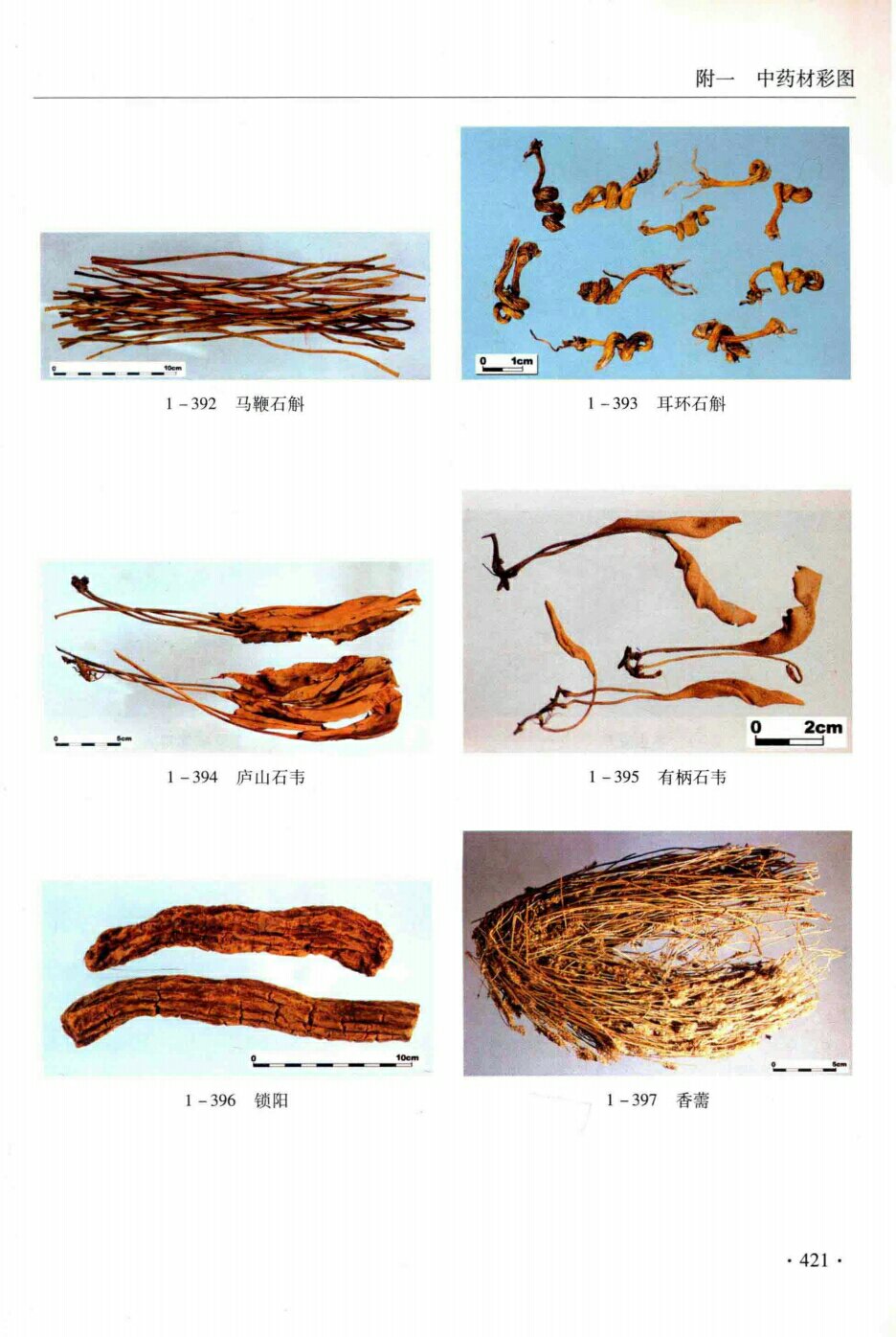 马鞭石斛,耳环石斛,庐山石斛,有柄石韦,锁阳,香