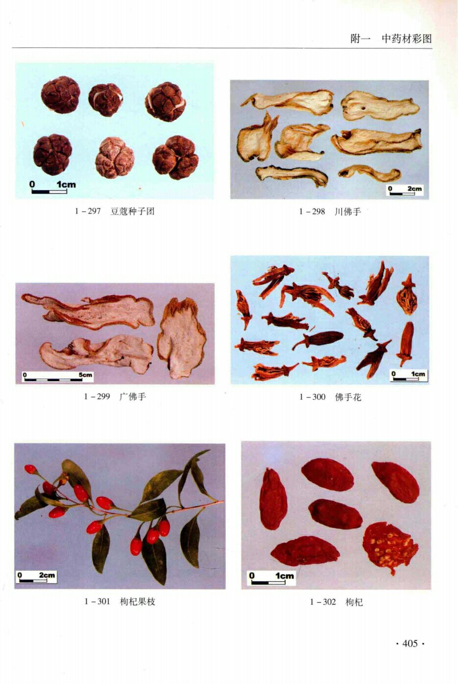 豆蔻种子团,川佛手,广佛手,佛手花,枸杞果汁,枸杞