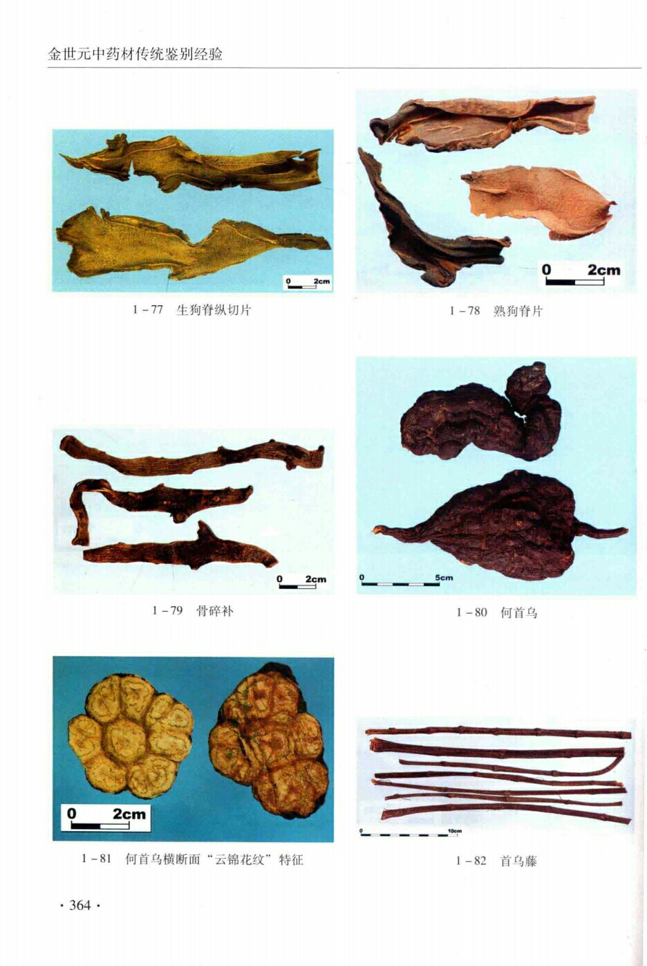 生狗脊纵切片,熟狗脊片,骨碎片,何首乌