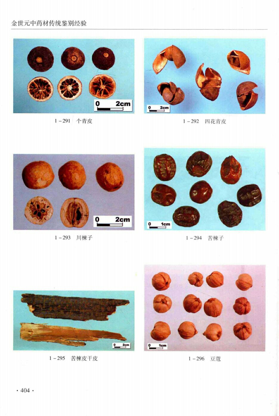 个青皮,四花青皮,川楝子,苦楝子,苦楝子干皮,豆蔻 