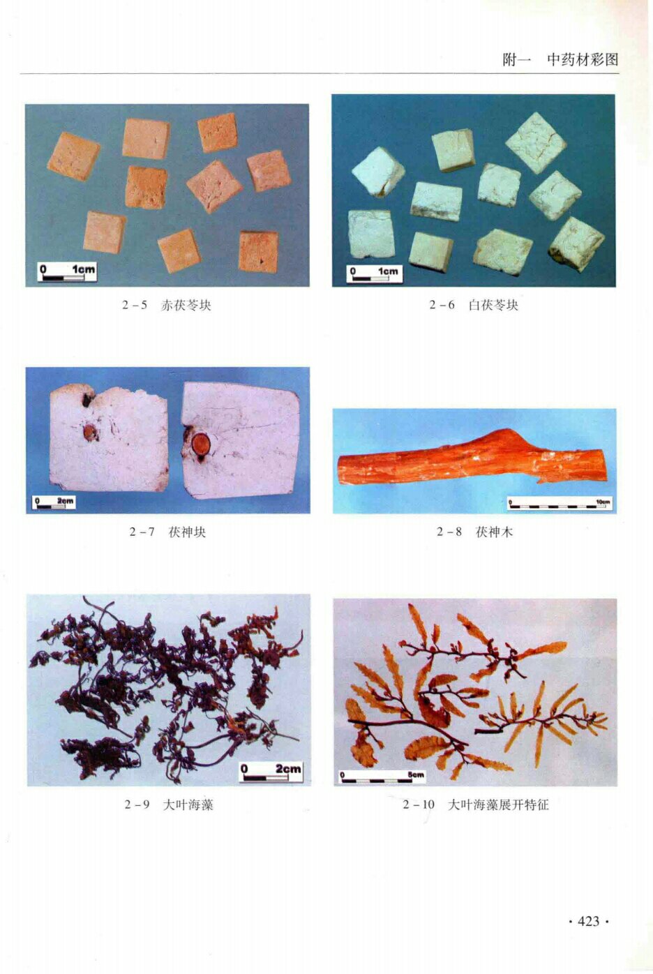 白茯苓块,赤茯苓块,茯神块,茯神木,大类海藻,大叶海藻展开特征,