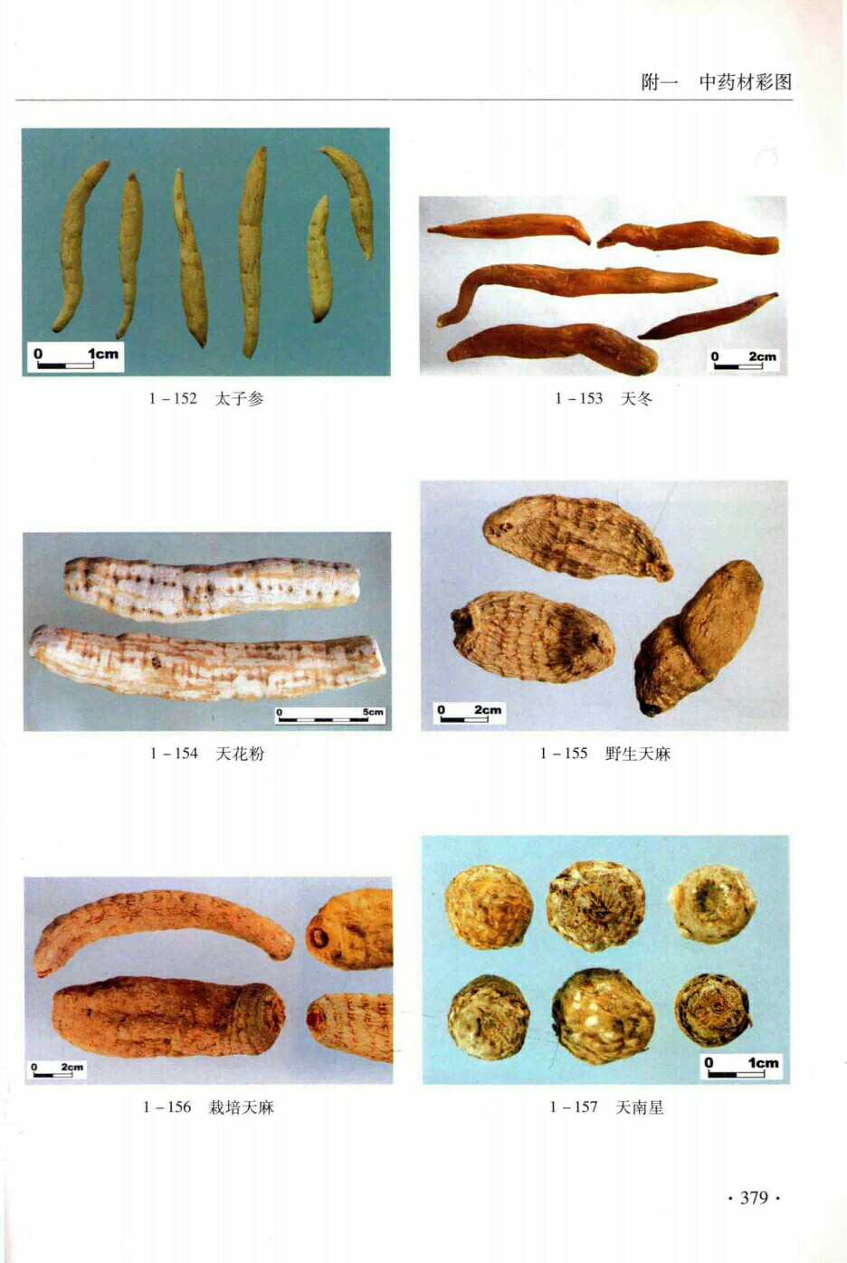 太子参,天冬,天花粉,野生天麻,栽培天麻,天南星