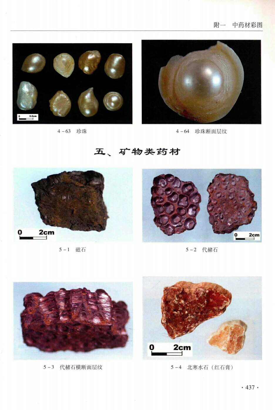 珍珠,珍珠断面层纹,矿物类药材,磁石,代赭石,代赭石横断面层纹,北寒水石(红石膏) 