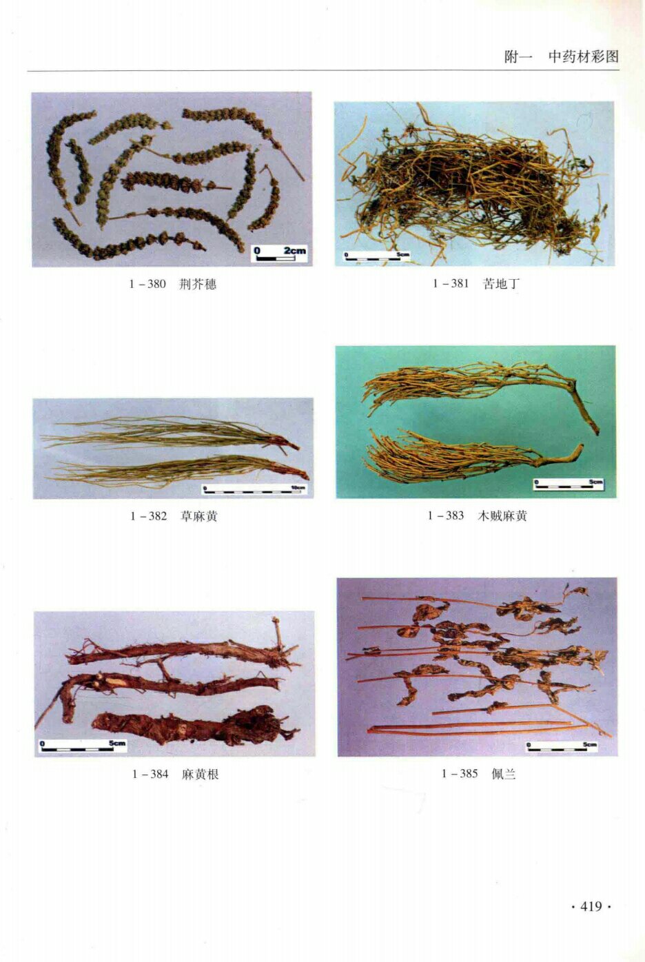 苦地丁,草麻黄,荆芥穗,木贼麻黄,麻黄根,佩兰