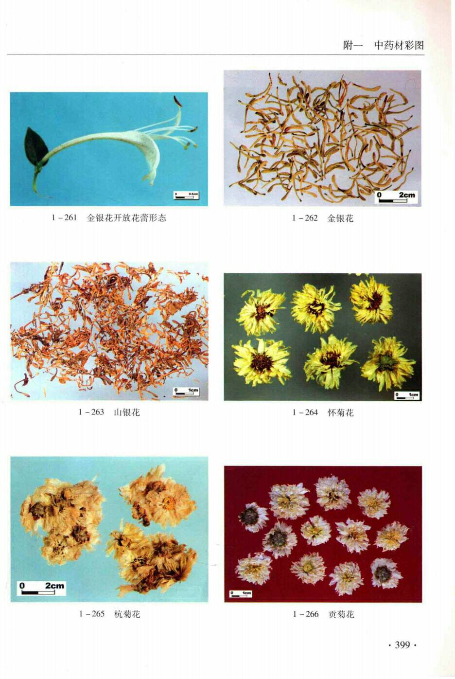 金银花,山银花,怀菊花,杭菊花,贡菊花 