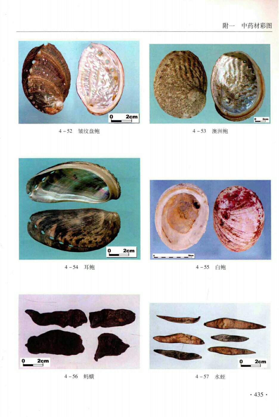 澳洲鲍,白鲍,耳鲍,水蛭,蚂蝗,皱纹盘胞