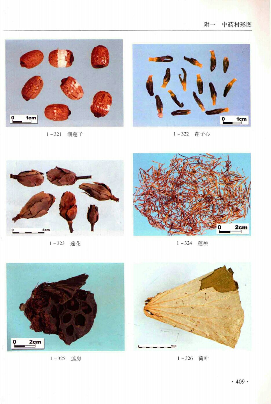 莲子,莲子心,莲花,莲须,莲房,荷叶 
