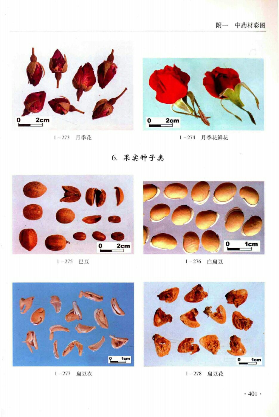 月季花,月季鲜花,巴豆,白扁豆,扁豆衣,扁豆花,果实种子奏 