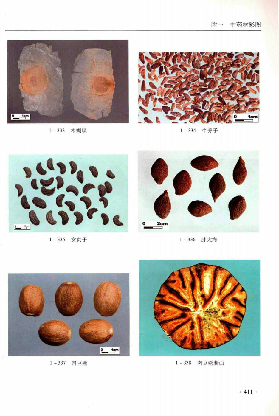 木蝴蝶,牛蒡子,女贞子,胖大海,肉豆蔻,肉豆蔻断面 