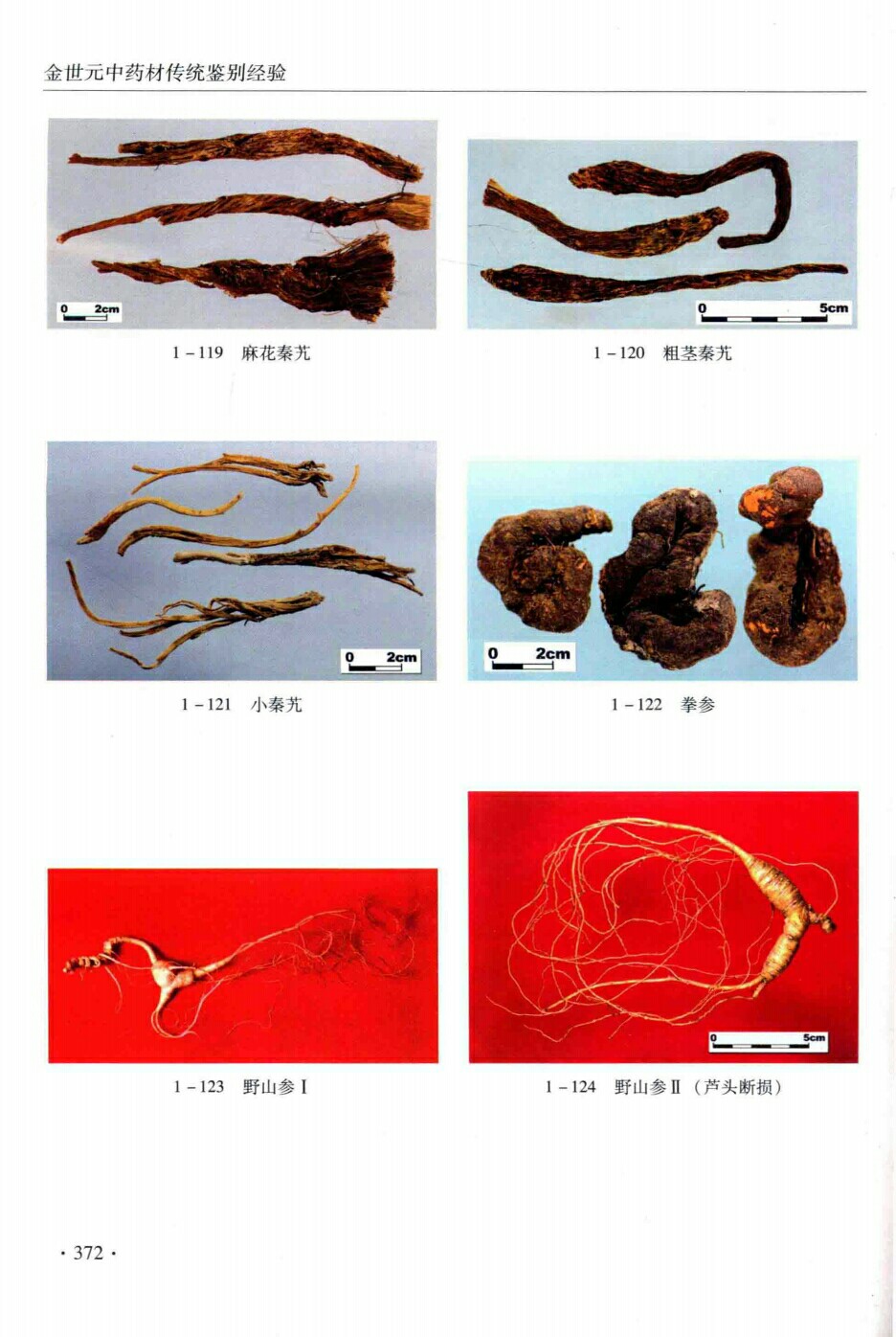 麻花秦艽,粗艽,小秦艽,拳参,野山参,野山参(芦头段损)