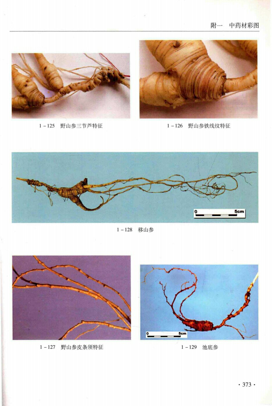 野山参三节芦特征,野山参特线纹特征,移山参,池底参