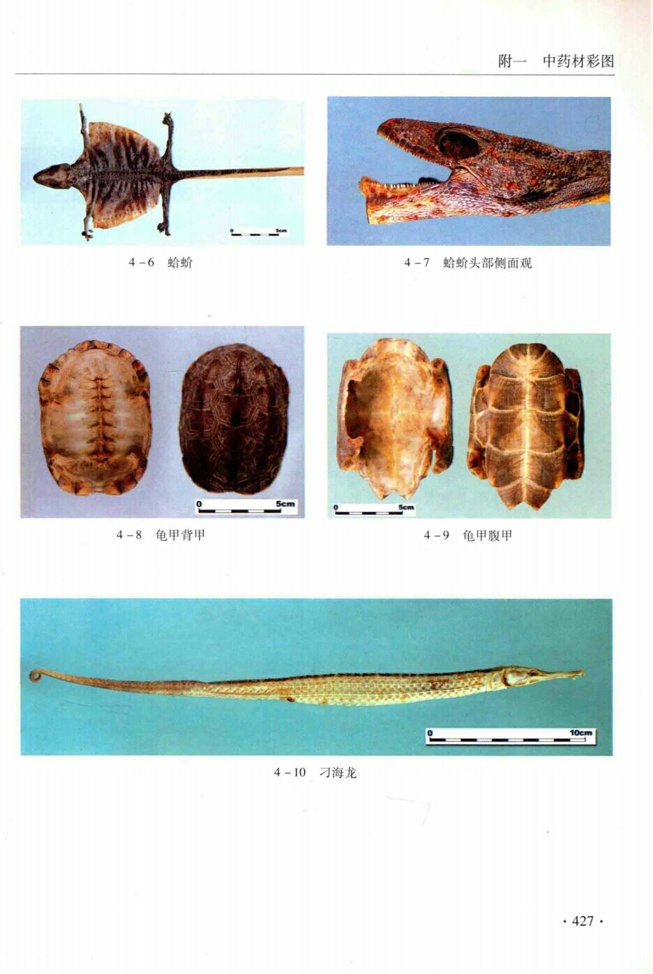 蛤蚧,蛤蚧头部侧面观,龟甲背甲,刁海龙,龟甲腹甲