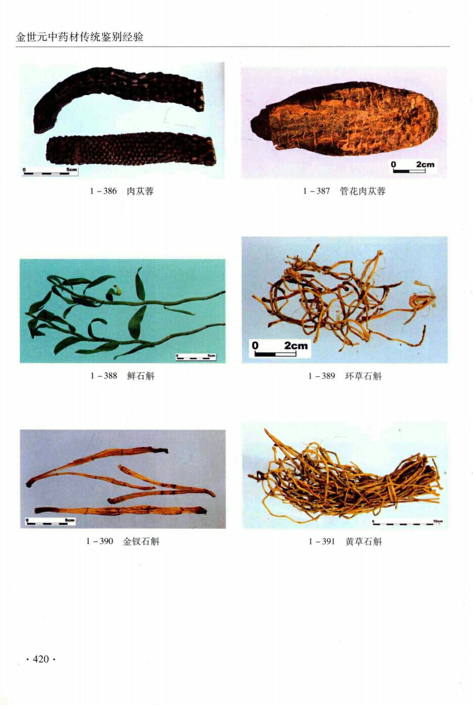 管花肉苁蓉,鲜石斛,环草石斛,金叉石斛,黄草石斛 
