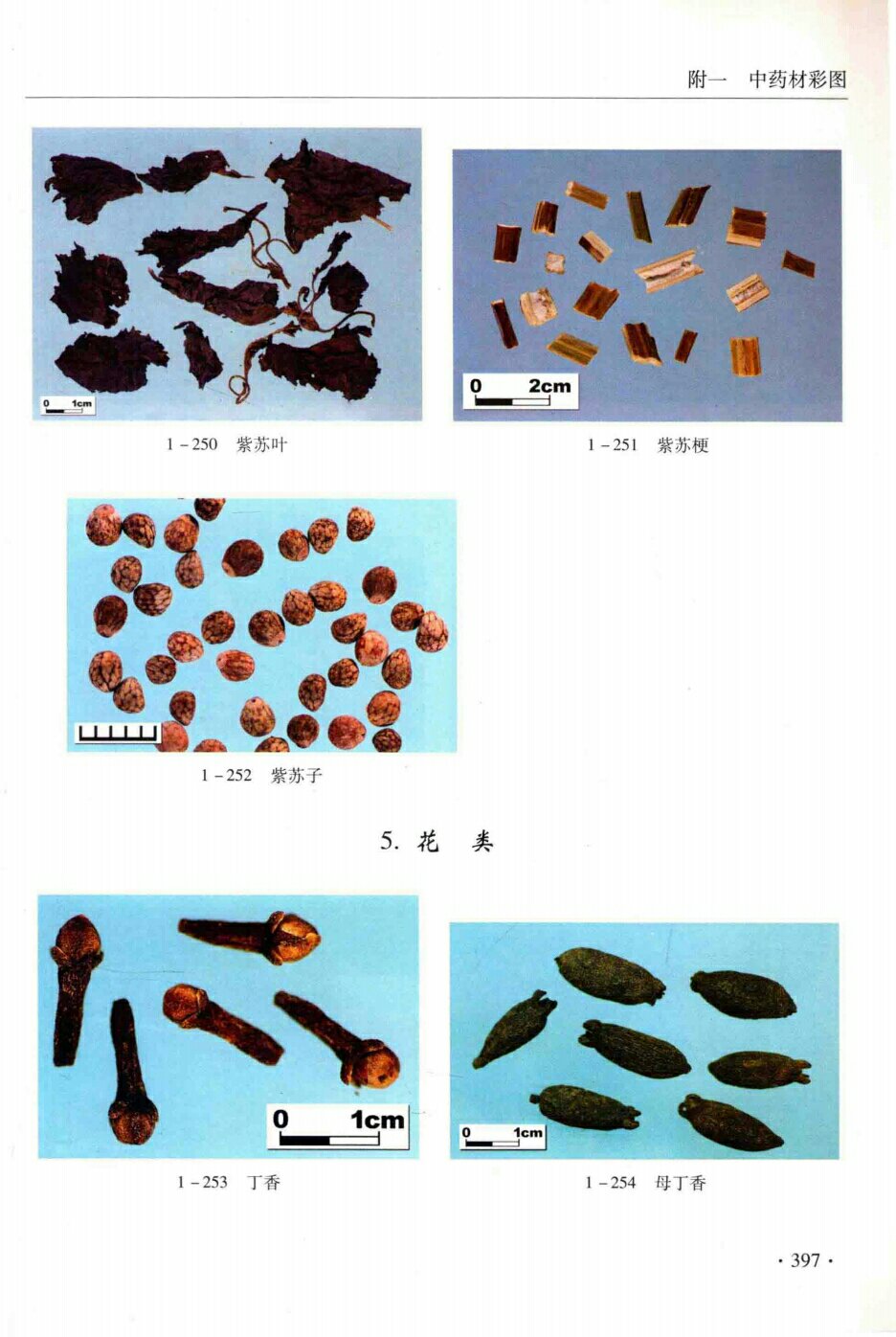 紫苏叶,紫苏子,丁香,母丁香