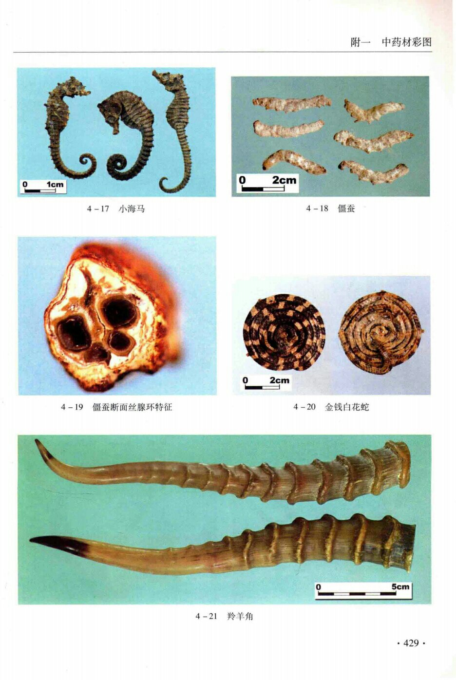 小海马,僵蚕,僵蚕断面丝腺环特征,金钱白花蛇,羚羊角 