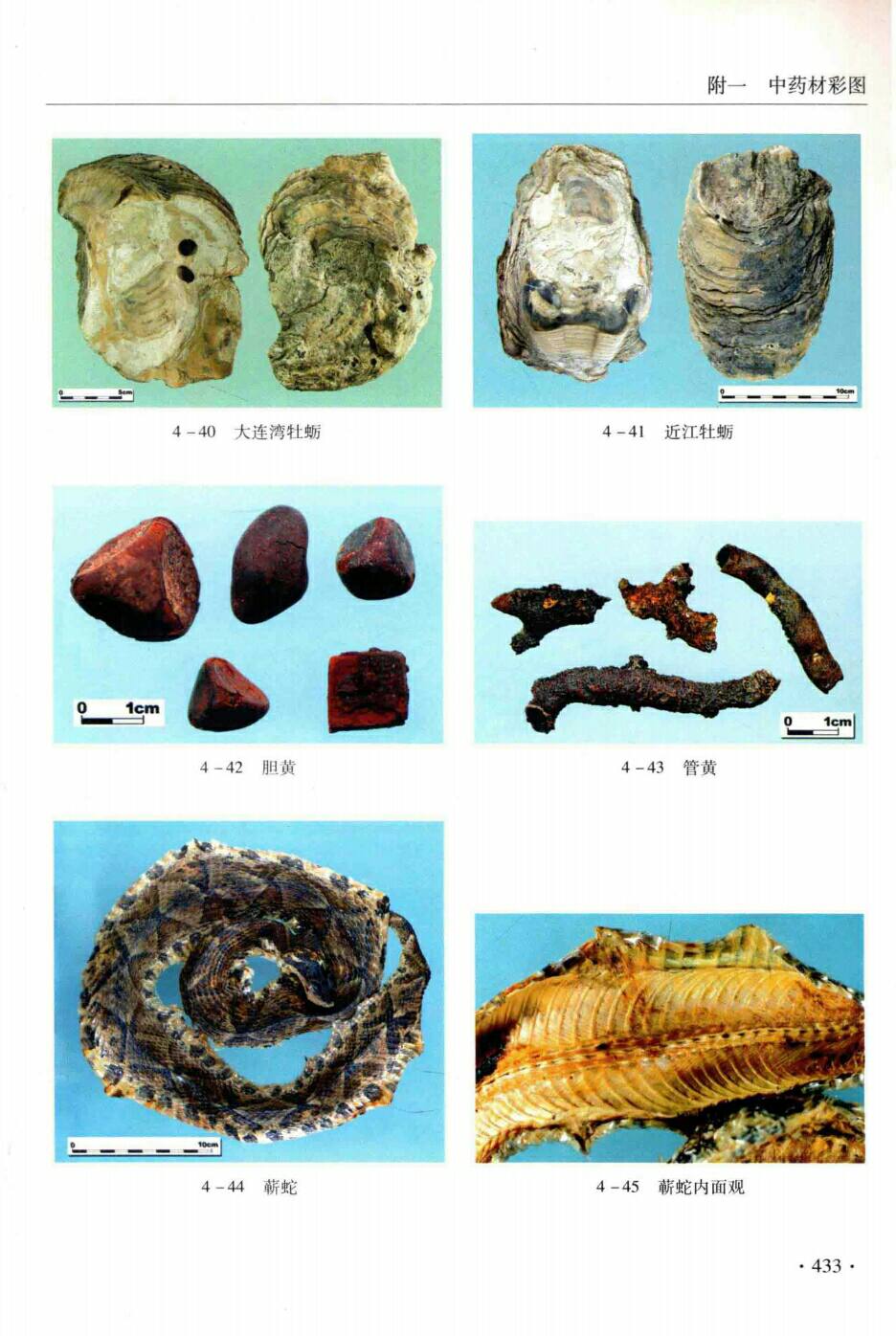 大连湾牡蛎,近江牡蛎,胆黄,管黄,蕲蛇,蕲蛇内面观