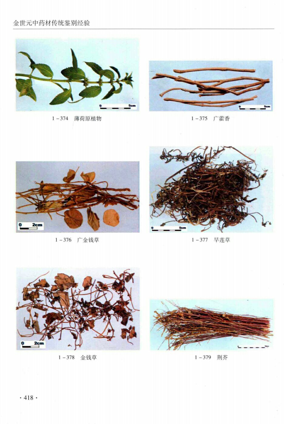 广藿香,薄荷原植物,广金钱草,早莲草,金钱草,荆芥