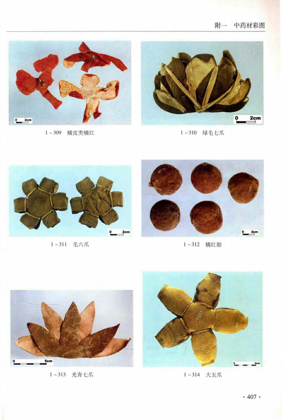 橘皮类橘红,绿毛七爪,毛六爪,橘红胎,光青七爪,大五爪