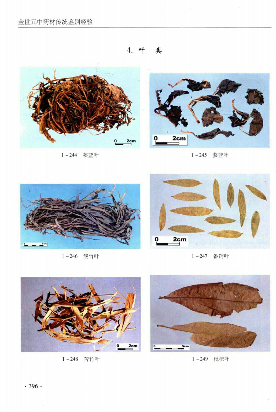 菘蓝叶,蓼蓝叶,淡竹叶,番泻叶,苦竹叶,枇杷叶