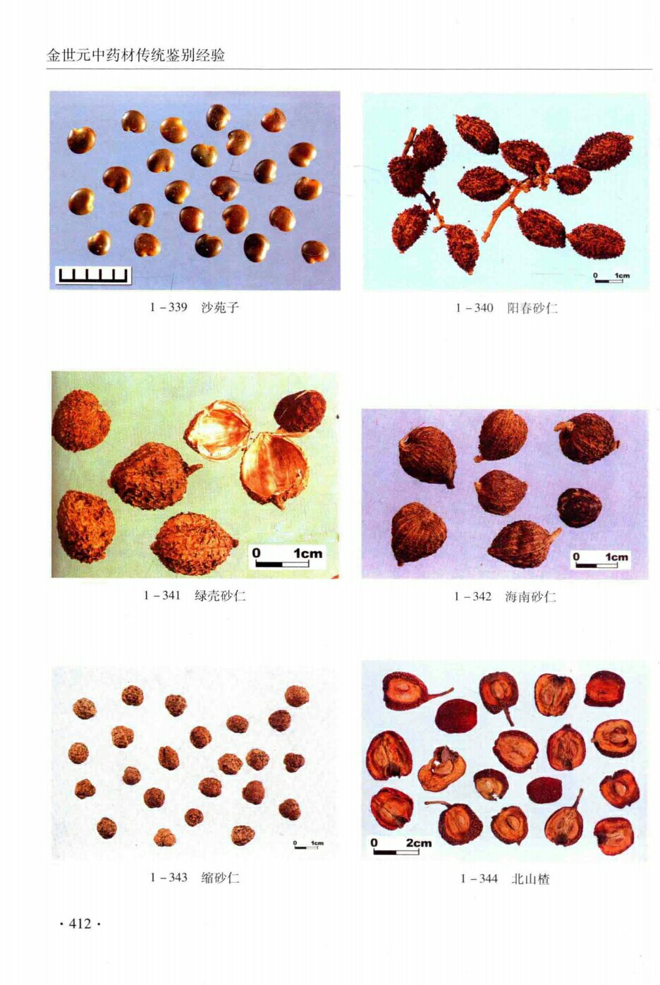 沙苑子,阳春砂仁,绿壳砂仁,海南砂仁,缩砂仁,北山楂